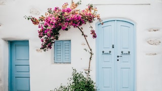 Bougainvillea
