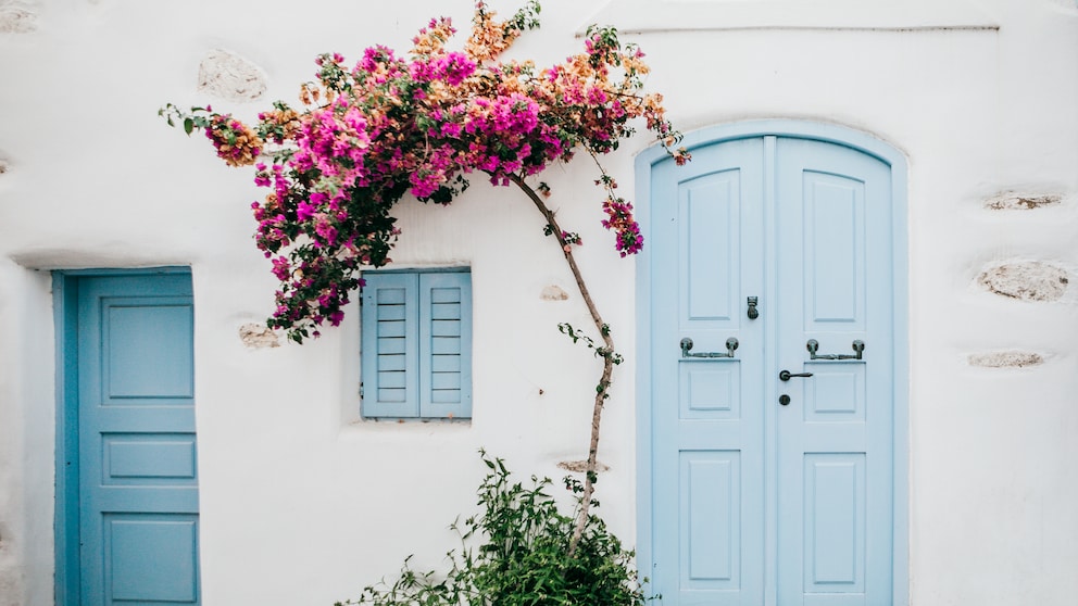 Bougainvillea