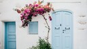 Bougainvillea