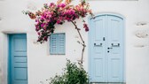 Bougainvillea