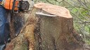 Baum fällen