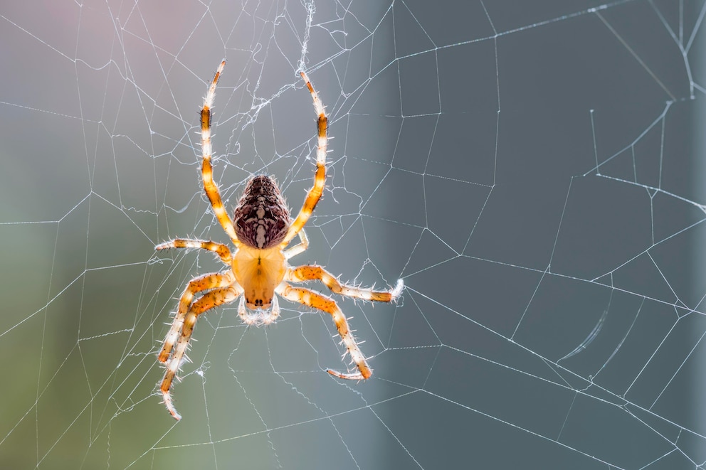 Spinnen Duftstoffe: Europäische Gartenkreuzspinne im Spinnennetz