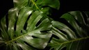 Eine große Zimmerpflanze wie die Monstera ist momentan voll im Trend