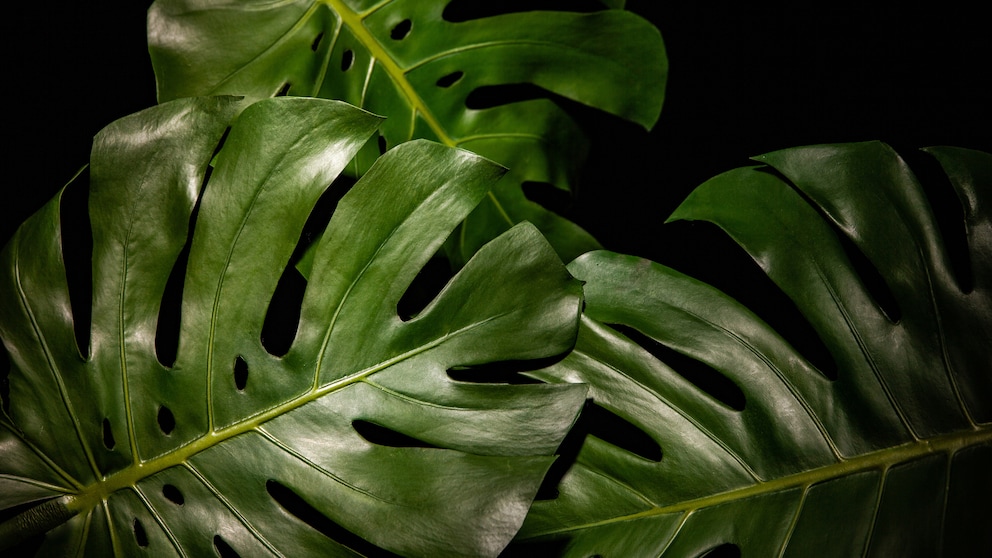 Eine große Zimmerpflanze wie die Monstera ist momentan voll im Trend