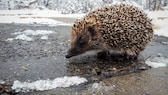 Tiere im Garten: Ein Igel auf vereistem Boden