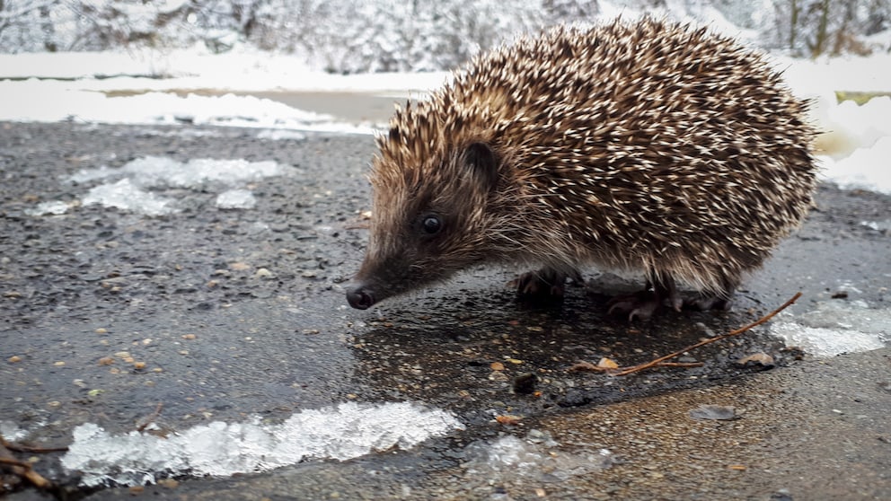 Tiere im Garten: Ein Igel auf vereistem Boden