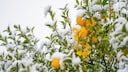 Zitruspflanze Winter: Orangen am verschneiten Baum
