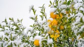 Zitruspflanze Winter: Orangen am verschneiten Baum