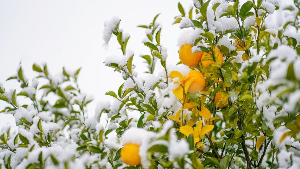 Zitruspflanze Winter: Orangen am verschneiten Baum