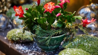 Weihnachtskaktus (Schlumbergera)