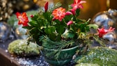 Weihnachtskaktus (Schlumbergera)