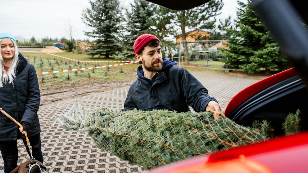 Mann lädt Weihnachtsbaum ins Auto