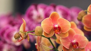 Orchidee