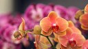 Orchidee