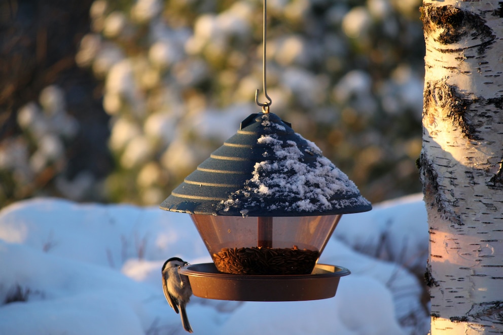 Futterhaus Vogel Winter Schnee