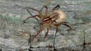 Spinne des Jahres: Großaufnahme der Spinne Trommelwolf