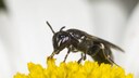 Rainfarn-Maskenbiene ist die Wildbiene des Jahres 2022