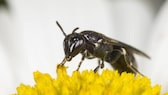 Rainfarn-Maskenbiene ist die Wildbiene des Jahres 2022