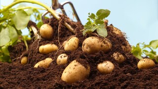 Kartoffeln Erde