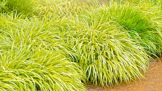 Japanisches Berggras: Mehrere runde Stauden des Japanischen Berggras