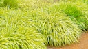 Japanisches Berggras: Mehrere runde Stauden des Japanischen Berggras