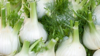 Fenchel dient nicht nur als Gemüse und Gewürz, sondern kann auch als Heilpflanze eingesetzt werden