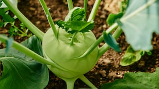 Hier zu Lande werden über 50 verschiedene Kohlrabisorten angebaut