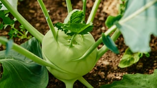 Hier zu Lande werden über 50 verschiedene Kohlrabisorten angebaut