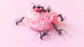 Damit Ameisen und andere Schädlinge von Lebensmitteln fernbleiben, kann man verschiedene Hausmittel einsetzen, um sie zu vertreiben