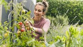 Tomaten im Gemüsegarten