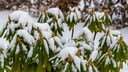 Rhododendron im Winter