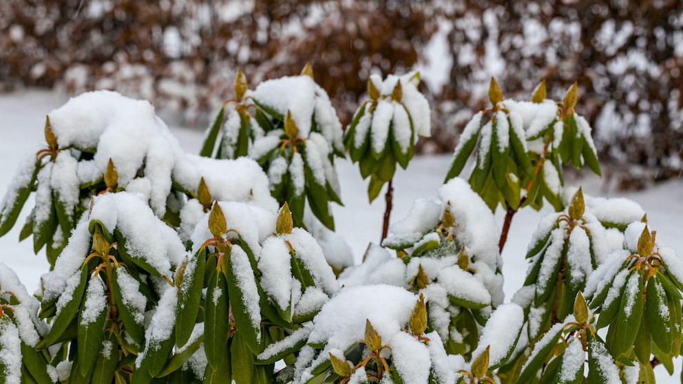 Rhododendron im Winter