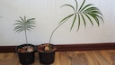 Geilwuchs bei einem Palmfarn
