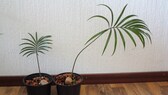 Geilwuchs bei einem Palmfarn