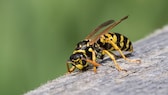 Wespen: Eine Wespe auf einem Baumstamm