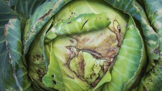 Kohlhernie: Kohlkopf mit braunen Blättern