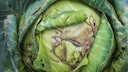Kohlhernie: Kohlkopf mit braunen Blättern
