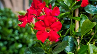 Dipladenia