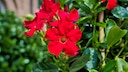 Dipladenia