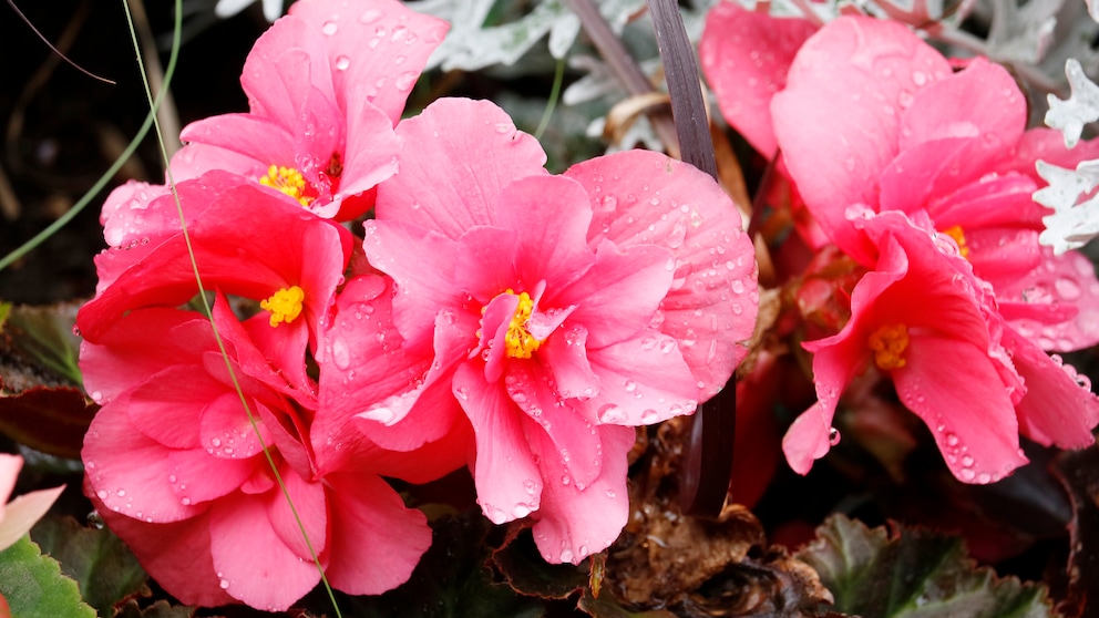 Begonien: Nahaufnahme von rosafarbenen Begonienblüten