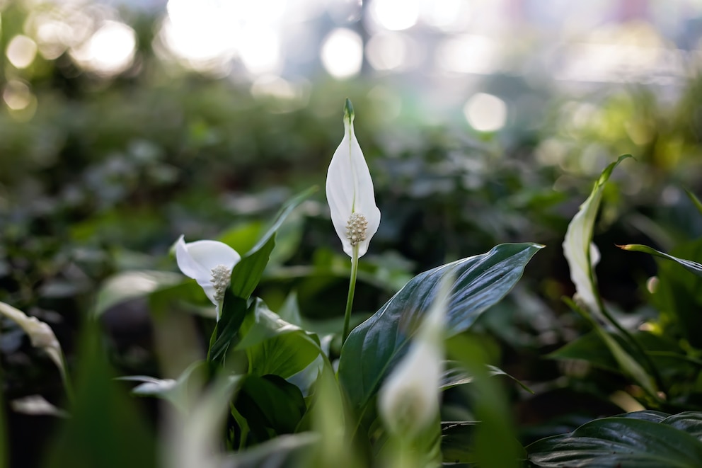 Das Einblatt (Spathiphyllum) trägt auch den Namen Friedenslilie