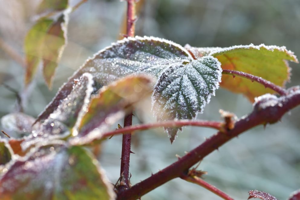 If you don't prune the blackberry bush, the next harvest may be less fruitful