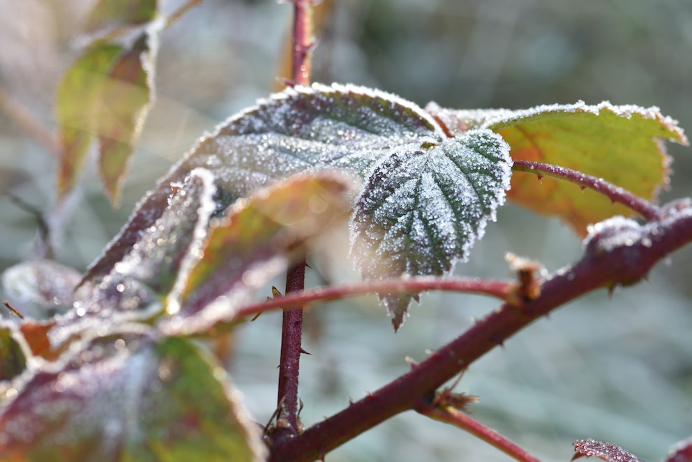 Schneidet man den Brombeerstrauch nicht zurück, fällt die folgende Ernte wohlmöglich ertragsarm aus