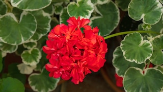 Geranien: NAhaufnahme einer roten Geranienblüte