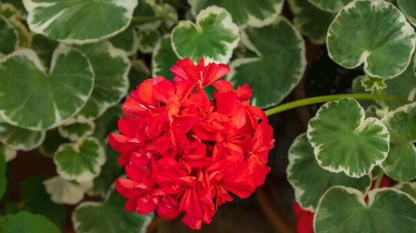 Geranien pflanzen und pflegen für eine üppige Blüte