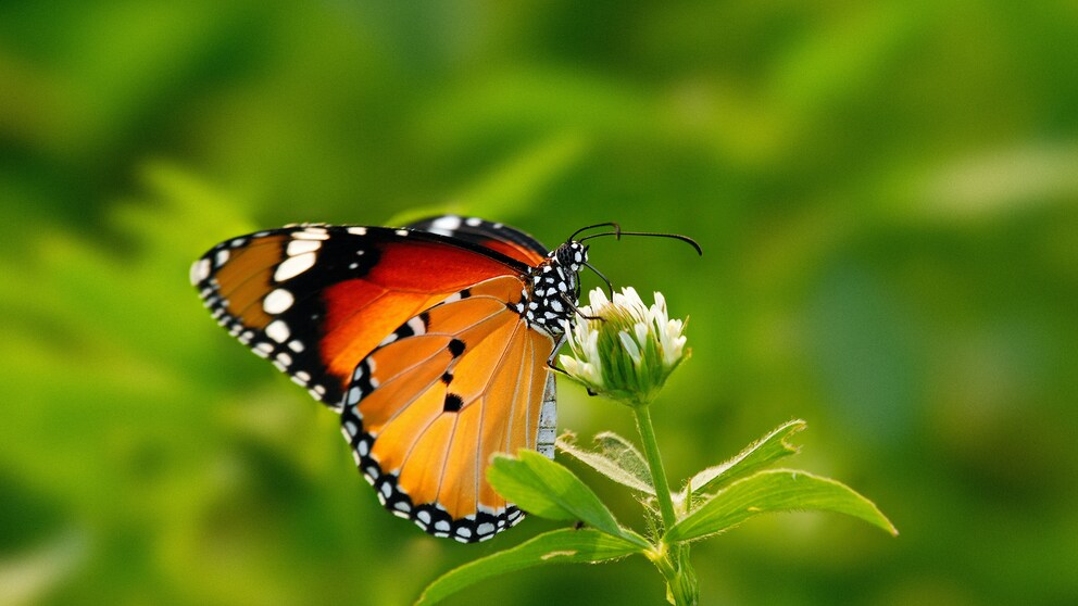 Schmetterling