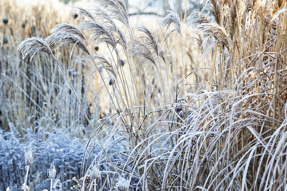 In summer and winter, ornamental grasses can serve as decorative privacy screens