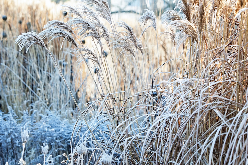 Im Sommer und im Winter können Ziergräser als dekorativer Sichtschutz dienen