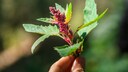 Superfood Garten: Blüte von Quinoa