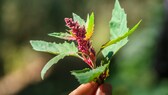 Superfood Garten: Blüte von Quinoa